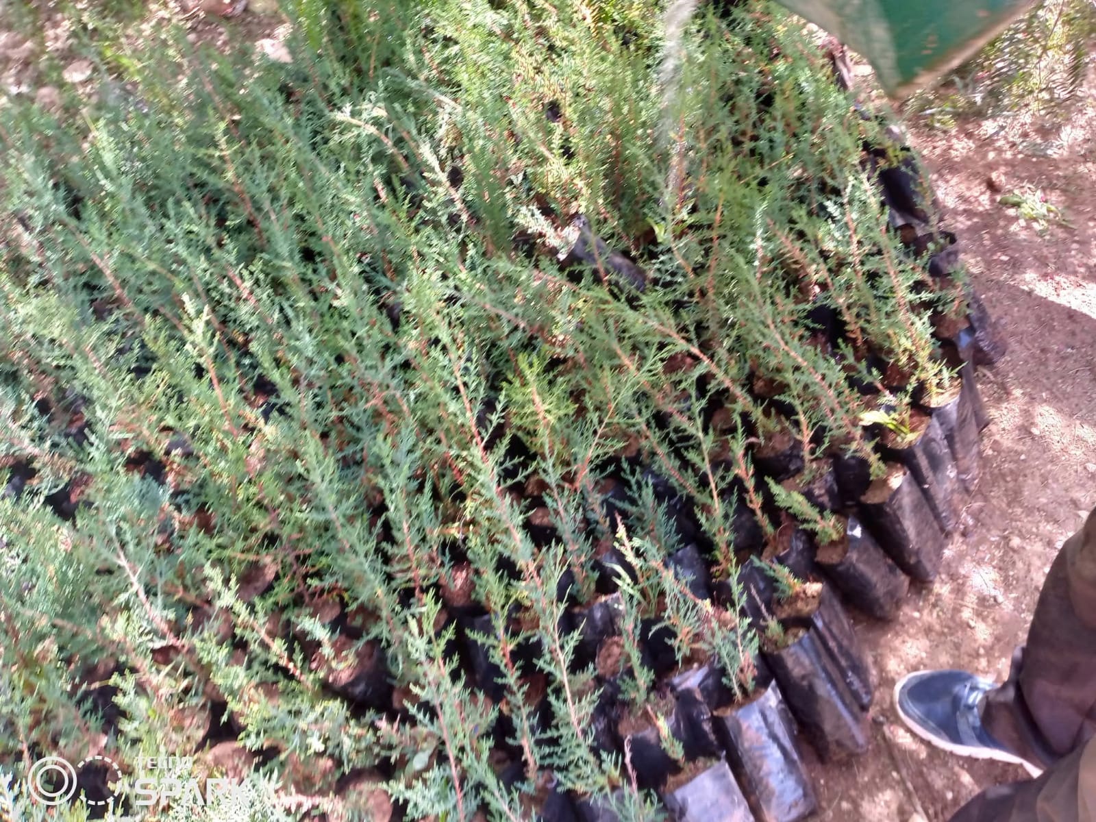 Native saplings ready for planting
